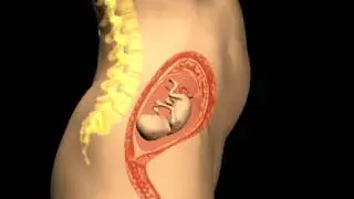 Human 3D, Роды,07 Третья неделя беременности