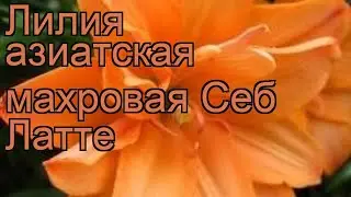 Лилия азиатская махровая Себ Латте 🌿 обзор: как сажать, луковицы лилии Себ Латте