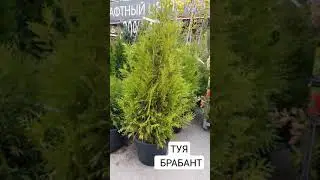 ТУЯ БРАБАНТ 