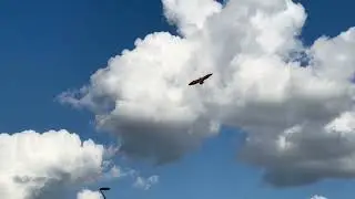 ПТЕРАДАКТЭЛ