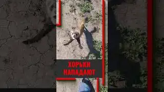 Хорьки нападают на людей в Краснодарском крае #краснодарскийкрай #животные #хорьки #милота #смех