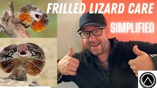 Frilled Lizard Care 101