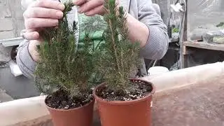 Как сохранить новогодние ёлочки из магнита?