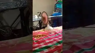 সম্ভবত ১৩ বছর আগে  সোলার ফেন। NOHA FAN এগুলা কি এখন পাওয়া যায়?  #NOHA_FAN #13