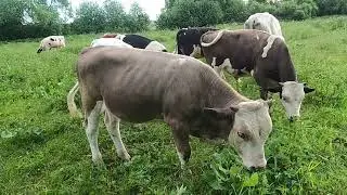 Не все бычки растут одинаково
