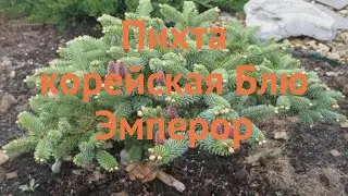 Пихта корейская Блю Эмперор (blue emperor) 🌿 обзор: как сажать, саженцы пихты Блю Эмперор