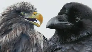 The mind of a Raven or the strength of an Eagle? | Film Studio Aves