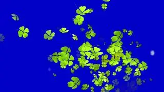 Clover Leaf Blue Screen | Seamless Loop, Blue Screen Video