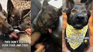 Proof My German Shepherds Aren't Scary