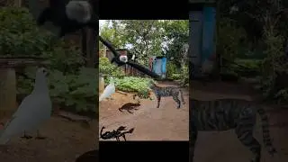 Pigeon Frog Scorpion And Cat Eagle #shorts #cat #eagle