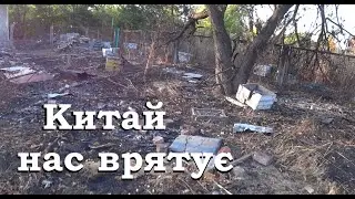Тяжкі часи для бджіл і пасічників. Війна, ціни на мед та експорт меду в Китай