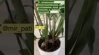 АДАПТАЦИЯ КОМНАТНЫХ РАСТЕНИЙ ПОСЛЕ ПОКУПКИ