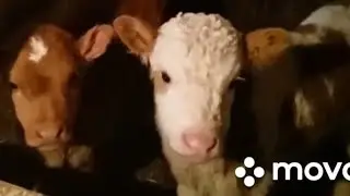 Работа колхозников любит.
