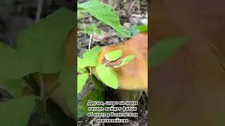 Скоро на канале выйдет фильм об охоте в Волковском охотхозяйстве. Подпишитесь, чтобы не пропустить.
