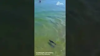 A.Cord & Жак Радионов 🎵 Созвездие Дельфина
