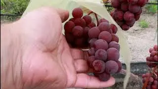 Виноград ( сорт) Ядвига Гайлюнаса.Официальный САТ 2400- 2600.