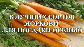 8 ЛУЧШИХ сортов МОРКОВИ  под ЗИМУ! Сорта моркови под зиму.