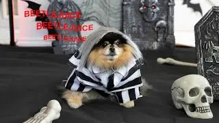 Mocha Pom Halloween Shorts Compilation | October 2024