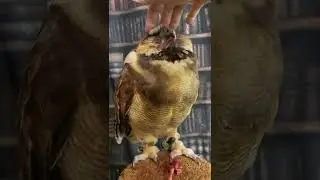 Owl goes chirp chirp chirp