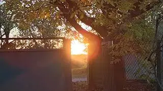 Закат в калитке (26.10.2024)