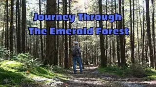Journey Through the Emerald Forest