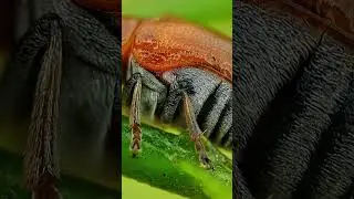 Closer Insect Photography with Mobile Extreme Macro Lens 🔥 #macro #lens #extremelens