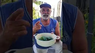 Как я выращиваю огурчики? Да легко!!