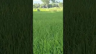 Padi Hibrida Bibit Unggul #shorts #farmer #petani #short #fypシ #fyp #petaniorganik #hidroponik #tani