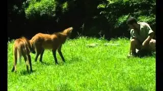 Aguará Guazú, Peligro De Extinción - Zoo Bichos
