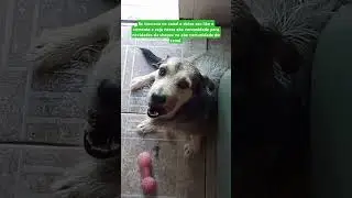 Bomba!!!! Cachorro vidente é um pet fofo rs,com  carinha dengosa #viral #shorts #br