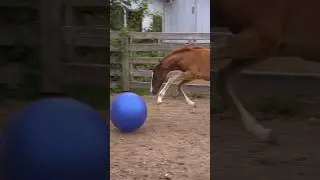 Rescued Foal New Toy 💕😍