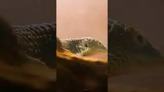 Arboreal Alligator Lizard | Blank Park Zoo  #zoo #wildlife #animals