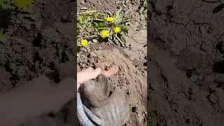 бурение абисинских Скважин Нефтекамск.Карманово.Агидель.