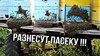 НЕ ДОПУСТИ ОШИБКУ, бойня пчел !!!