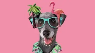 What Are The Dog Days of Summer?