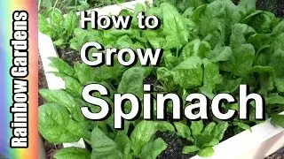 How to Grow Spinach 101: From Seed, Planting, Pests, Problems, Harvest,  to Kitchen!