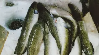 На тропе. НАЛИМ НА СТУК. не хватает места для рыбы. 