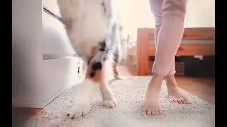 Paw Tricks by Australian Shepherd Charlie