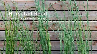 Horsetail Reed - All You Need to Know | Our Japanese Garden Escape