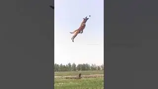 My Bernese Mountain Dog vs A Malinois😂 | #bernesemountaindog #belgianmalinois #funnydogvideos