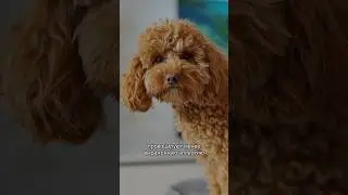 Откуда появляется аллергия на собак? 
