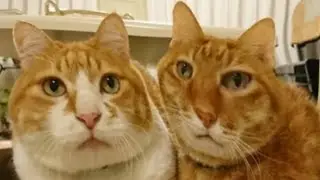 РЫЖИЕ КОТЫ ПРИКОЛЫ с озвучкой! Смешные животные смешная озвучка коты