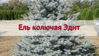Ель колючая Эдит 🌿 Обзор: посадка и уход. саженцы, крупномеры ели Эдит: описание и особенности