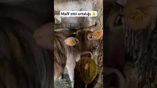 Kavun nasıl yenmez !! #inek #cow #animals #cowvideos #hayvancılık #doğa #hayvanpazari #köy