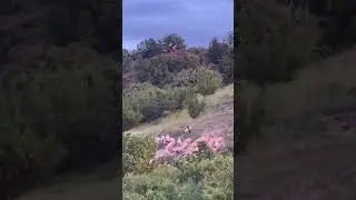 ❤️Вечер. Новая встреча в горах.  #animals #shorts #животные
