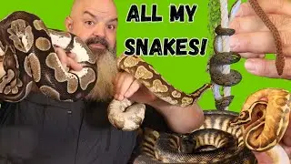 Complete Snake Tour with Updates on EVERYONE