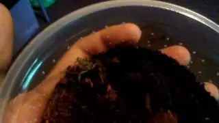AUGUST '16 REPTILE ROOM PT. 1