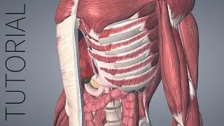 Multiple Selection - Essential Anatomy 5 Tutorial