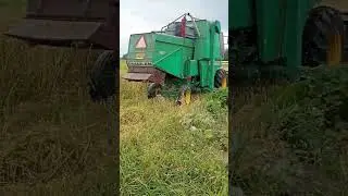 Успели собрать овёс.Отличный сидерат для почвы.