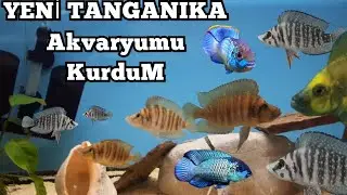 TANGANIKA Akvaryumu KURDUM !!! KALVUS TANK Yeni gelen TÜRLER...